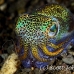 squid_bobtail_berrys_bb_h_1182_alo3270.jpg